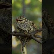 Звук Хамелеон