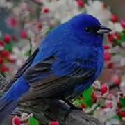 Скачать Песни Сайёра Козиева Умримни Бахори Бегубор Ешлигим