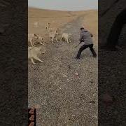 Knife Time Ru Волк Одиночка