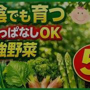 ベランダ菜園