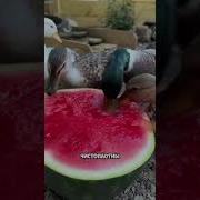 Утка