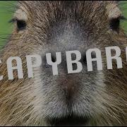Capybara Song