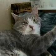 Вставай Лентяй