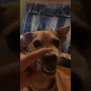 Dog La La La
