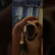 Собака Рычит Ля Ля