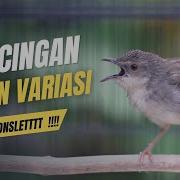 Cigun Gacor