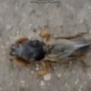 Полу Рак Полу Х