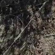 Кабги Помир Шикори