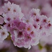 Весенние Мелодии