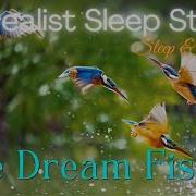 Immersive Sleep Story Hour