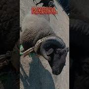 Кучкор Уришмо