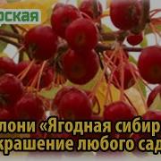 Сибирячка Яблоня