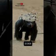 Медоед Фразы