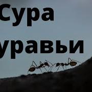 Сура Ан Намль