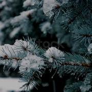 Xcho Леонид Шербина Синий Туман