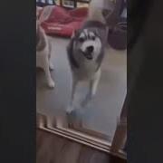 Happy Dog Песня