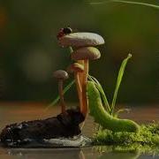 Хайрулла Хамидов Шерлари