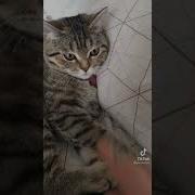 Что За Ху Не Трогай Меня