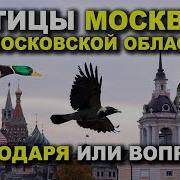 Птицы