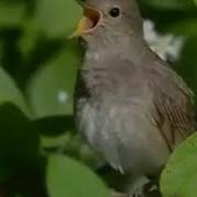 Как Красиво Поет Соловей