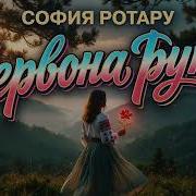 Червона Рута София Ротару Ai Кавер Вне Времени