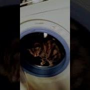 Хлопок Синтетика Шерсть