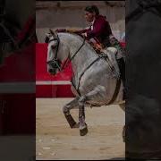 Лошадь Тореадор Мерлин