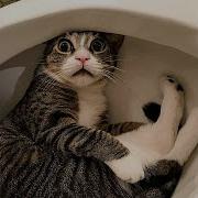 Смеющийся Котёнок