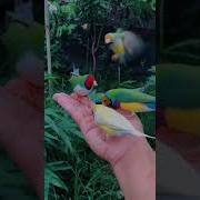 Чиройли Кушлар Сайраши