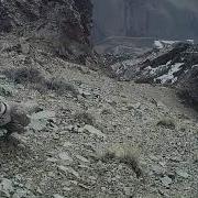 Улар Голос
