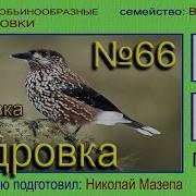Звуки Кедровки
