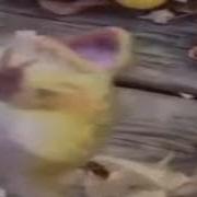 Frog Laugh
