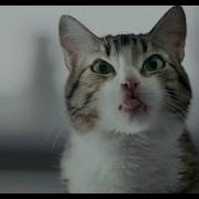 Китикет Фотокот