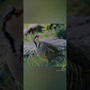 Кекиликтин Сайраганы Скачать