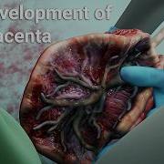 Placenta Sperm Born