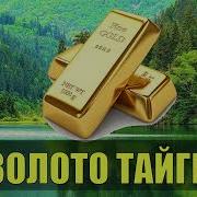 Старатель В Лесу Золото Тайги 12