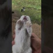 Зайчик Плачет