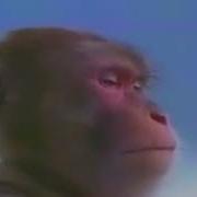 Райская Музыка Мем