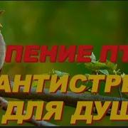 Пение Птиц Для Отлова