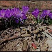 Берггольц Что Может Враг