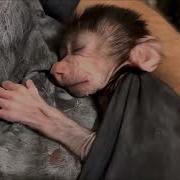 Колыбельная Для Гамадрилят