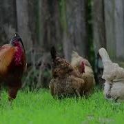 Звуки Петуха 10 Часов