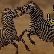 تزاوج الحمار الوحشي