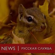 Bbc Животные