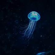 Matrang Медуза 1 Hours