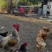 Как Петух Созывает Кур