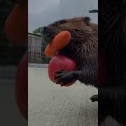 Сидим Силим