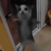 5Mewmet Я Так Обожа