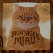 Montagem Miau