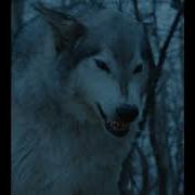 Sounds Effect Dire Wolf Gojira